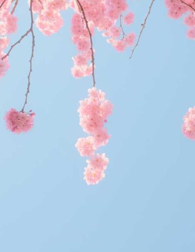 inspiration by colour cherry blossom